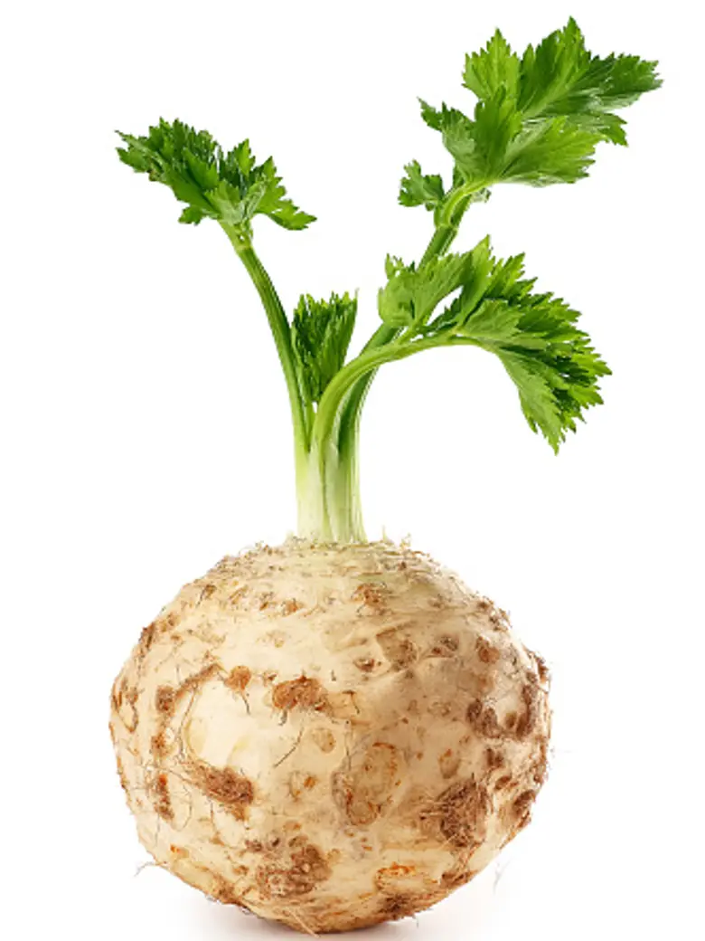 Celeriac Celery Root — Fresh Produce
