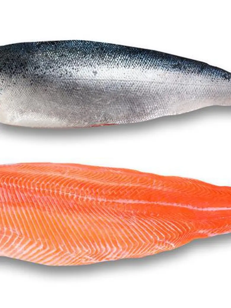 Norwegian Salmon Fillet Atlantic — Frozen Seafood